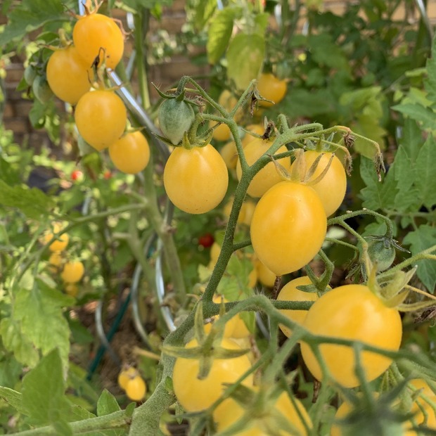 Tomate "Barry´s Crazy Cherry" - BIO-Tomatensorte [samenfest]