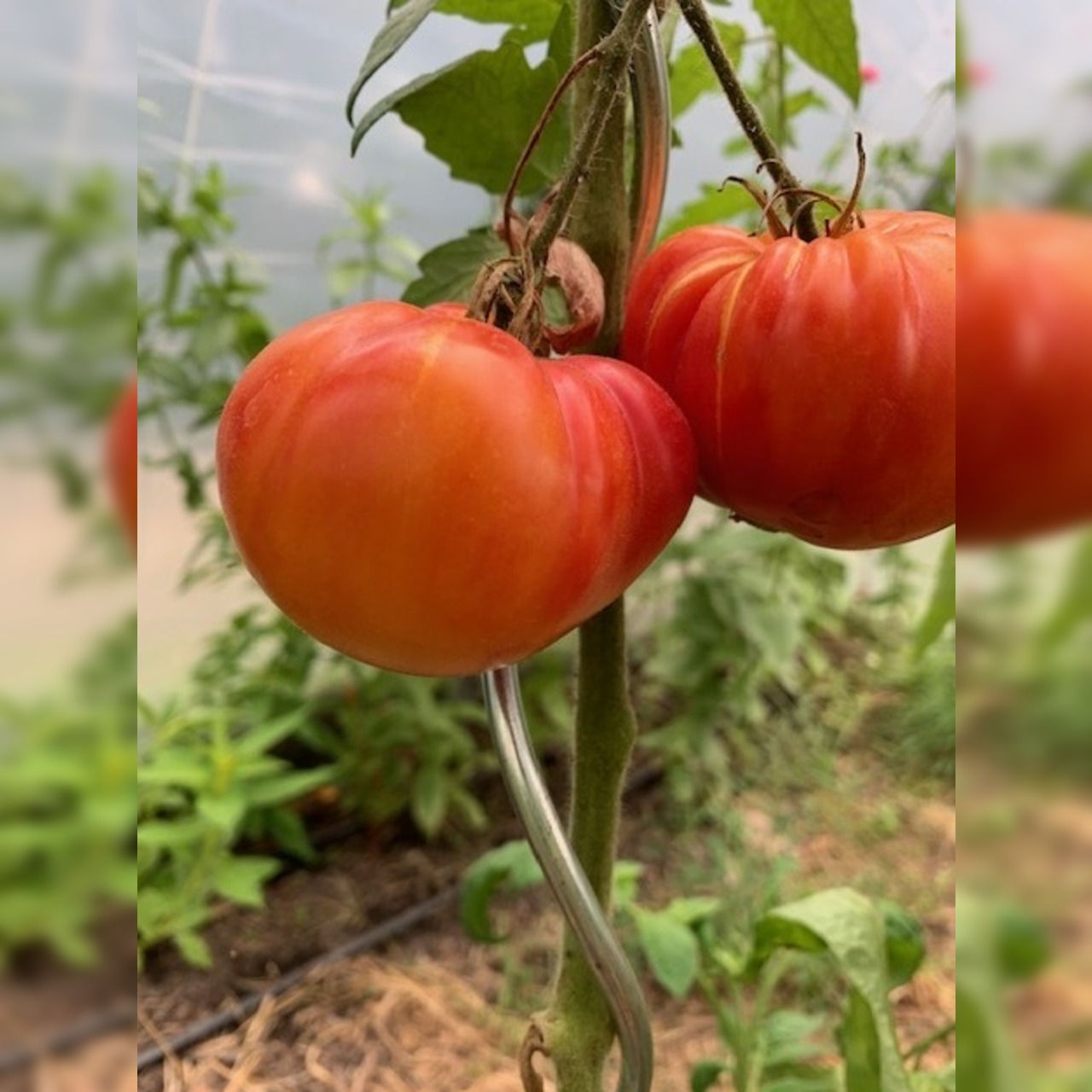 Tomate "German Gold" - BIO-Tomatensorte [samenfest]