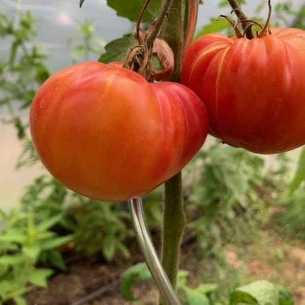 Tomate "German Gold" - BIO-Tomatensorte [samenfest]