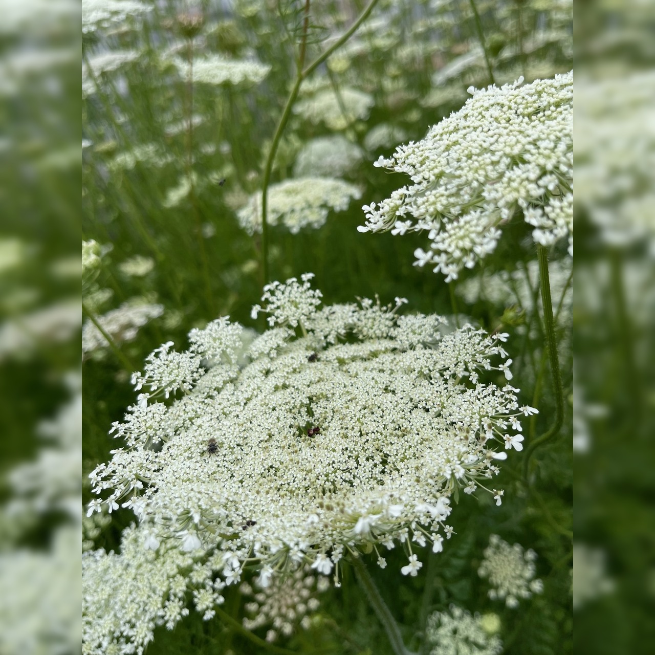 "wilde Möhre" - BIO-Blumensamen [samenfest]