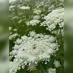 "wilde Möhre" - BIO-Blumensamen [samenfest]