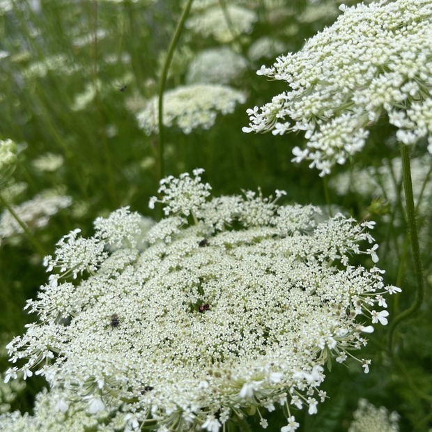 "wilde Möhre" - BIO-Blumensamen [samenfest]