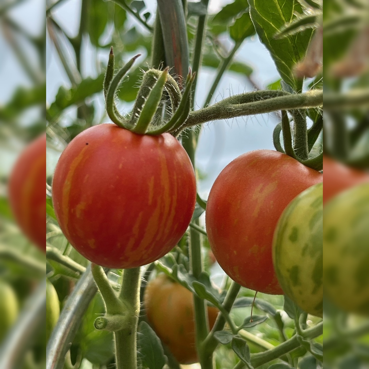 BIO Tomatensamen Set
