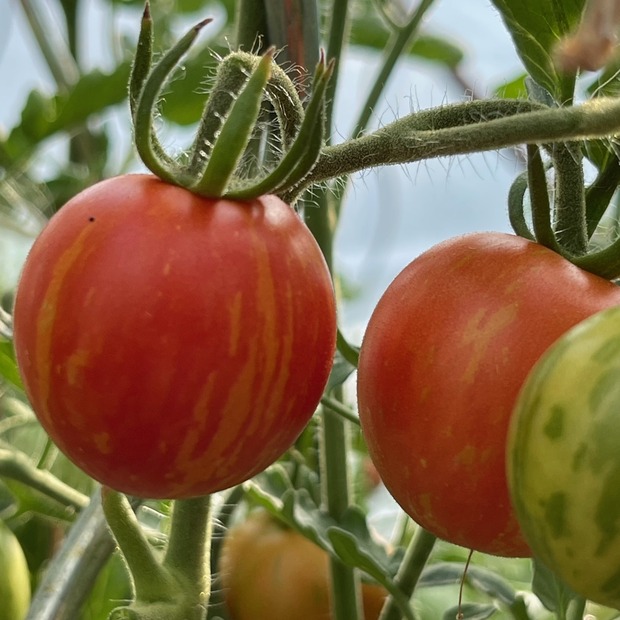 BIO Tomatensamen Set
