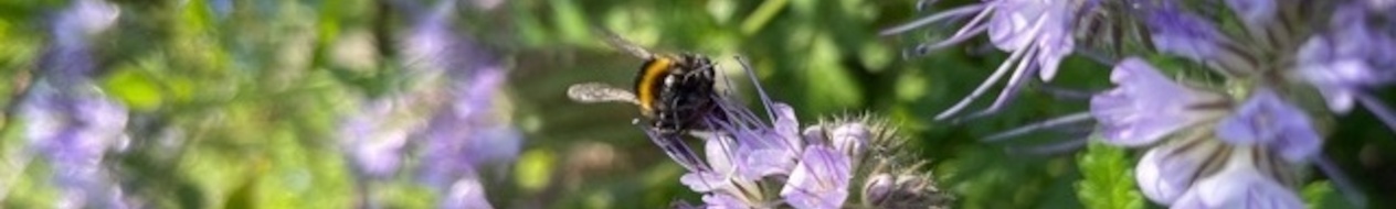 Bienenweiden