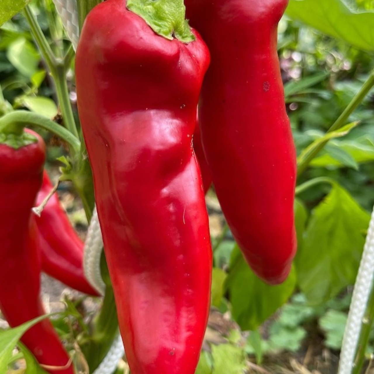Paprika "Marconi Red" - BIO-Paprikasamen [samenfest]