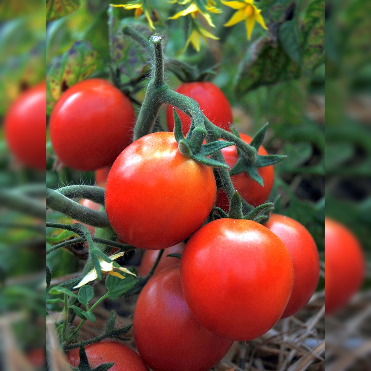 Anzucht-Set "Tomate & Basilikum" [2001, 4007]