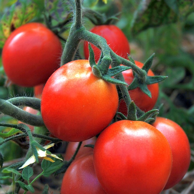 Anzucht-Set "Tomate & Basilikum" [2001, 4007]