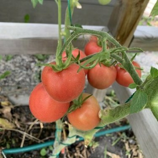 Tomate "Peche Rose" - BIO-Tomatensorte [samenfest]