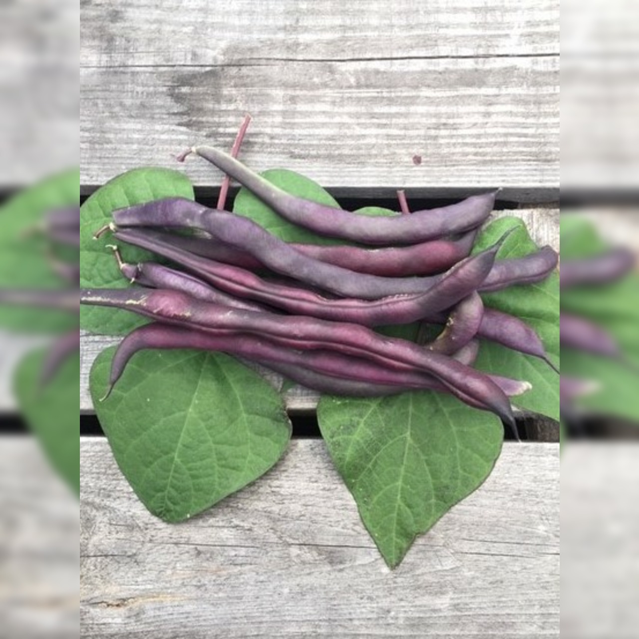 Gemüsesamen-Set "Mittelzehrer fürs Hochbeet" - 8 BIO-Sorten [samenfest]