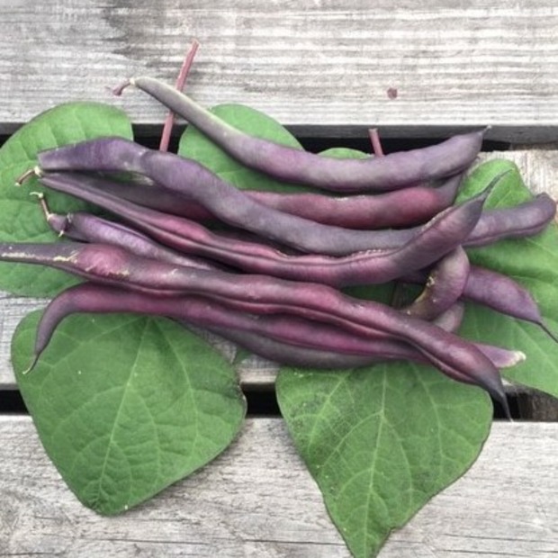 Gemüsesamen-Set "Mittelzehrer fürs Hochbeet" - 8 BIO-Sorten [samenfest]