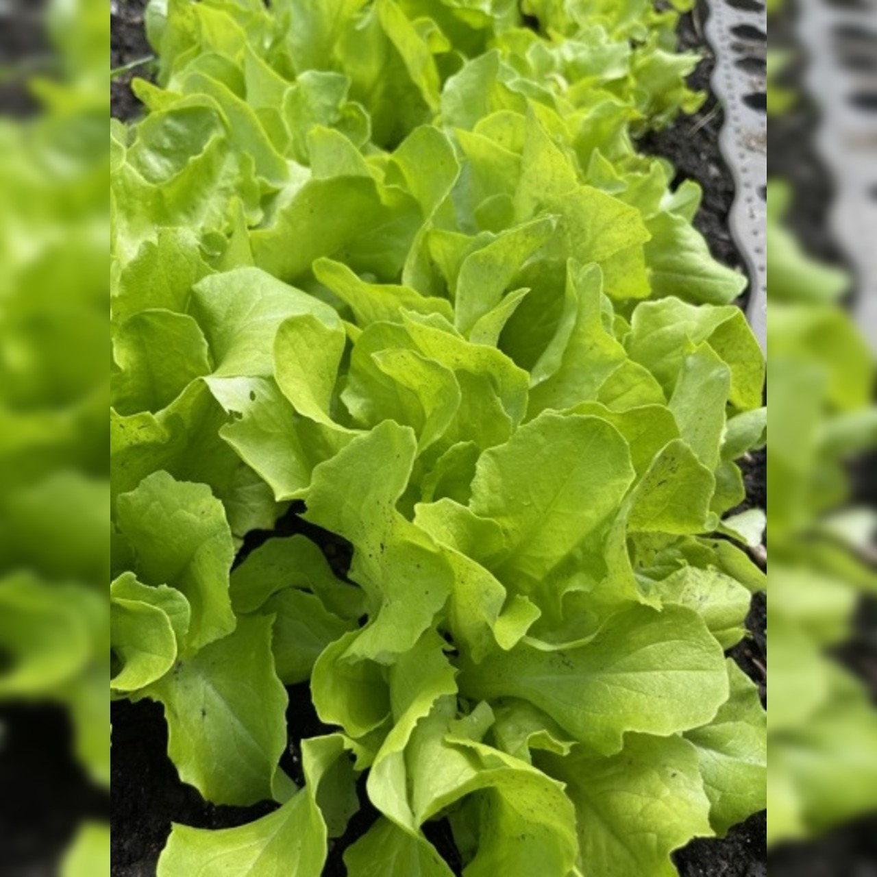 Gemüsesamen-Set „Gartensalat“ - 4 BIO-Sorten [samenfest]