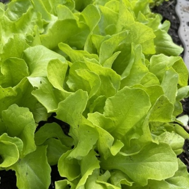 Gemüsesamen-Set „Gartensalat“ - 4 BIO-Sorten [samenfest]