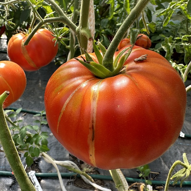 Tomate "Ananastomate" - BIO-Tomatensorte [samenfest]