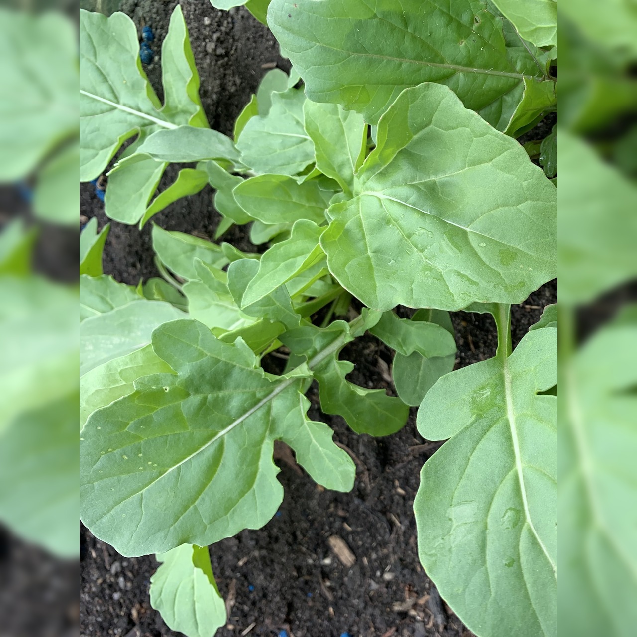 Salatrauke "Rucola" - BIO-Sorte [samenfest]