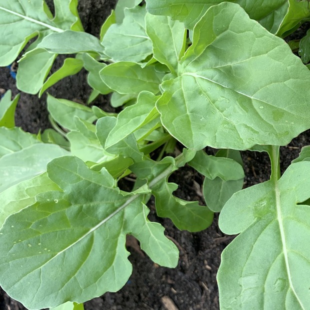 Salatrauke "Rucola" - BIO-Sorte [samenfest]