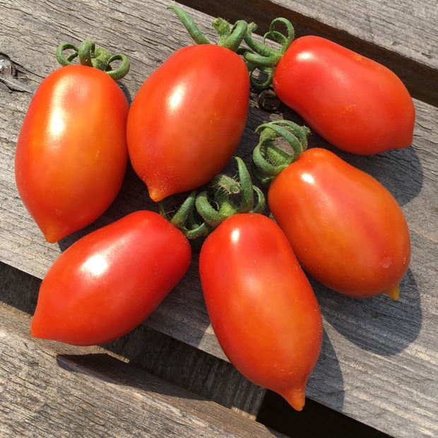 Tomate "Elfin" - BIO-Tomatensorte [samenfest]
