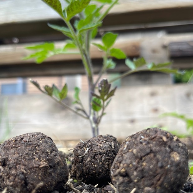 "Dill & Borretsch" Samenbomben mit Bio Saatgut