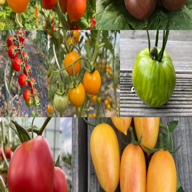 BIO Tomatensamen Set mittel