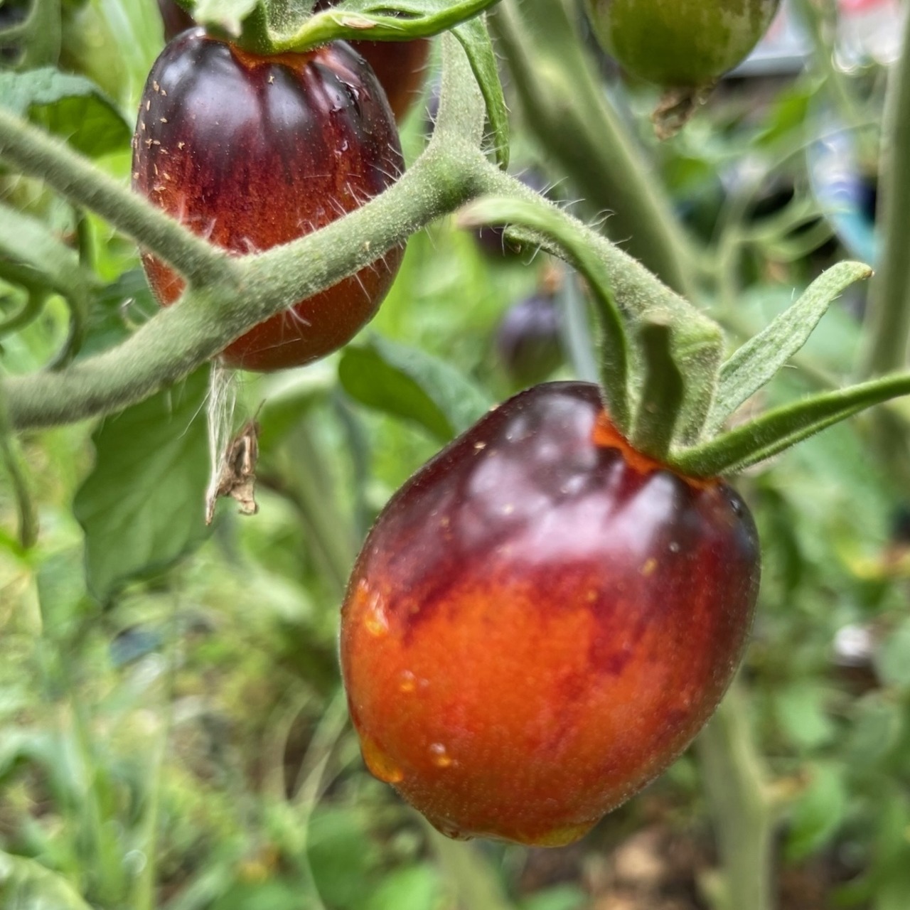 Tomate „Purple Dragon“ - BIO-Tomatensorte [samenfest]