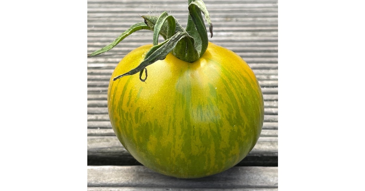 BIO-Tomatensamen 'Green Zebra' – Salattomate, Gestreifte Grüngelbe Früchte, Portion Für Ca. 15 Pflanzen, Samenfest