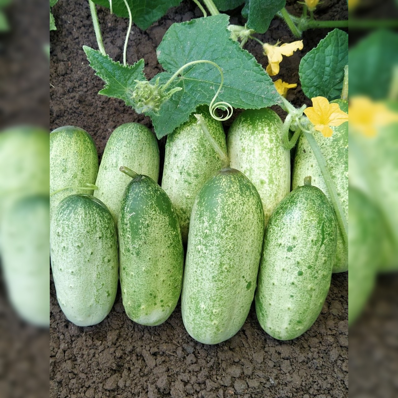 Gurke "Russische" - BIO-Freilandgurke [samenfest]