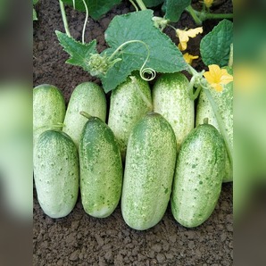 Gurke "Russische" - BIO-Freilandgurke [samenfest]