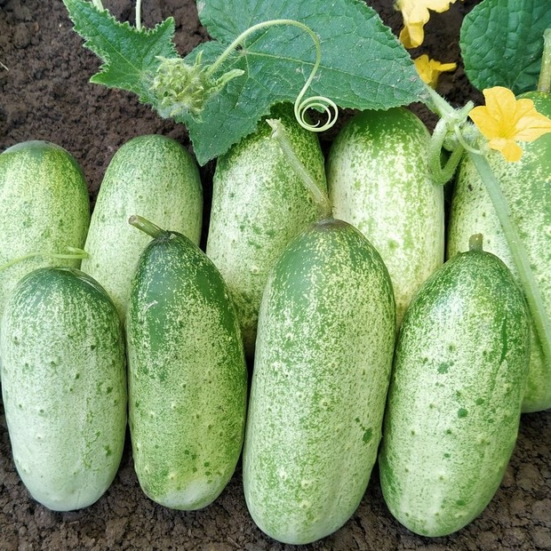Gurke "Russische" - BIO-Freilandgurke [samenfest]