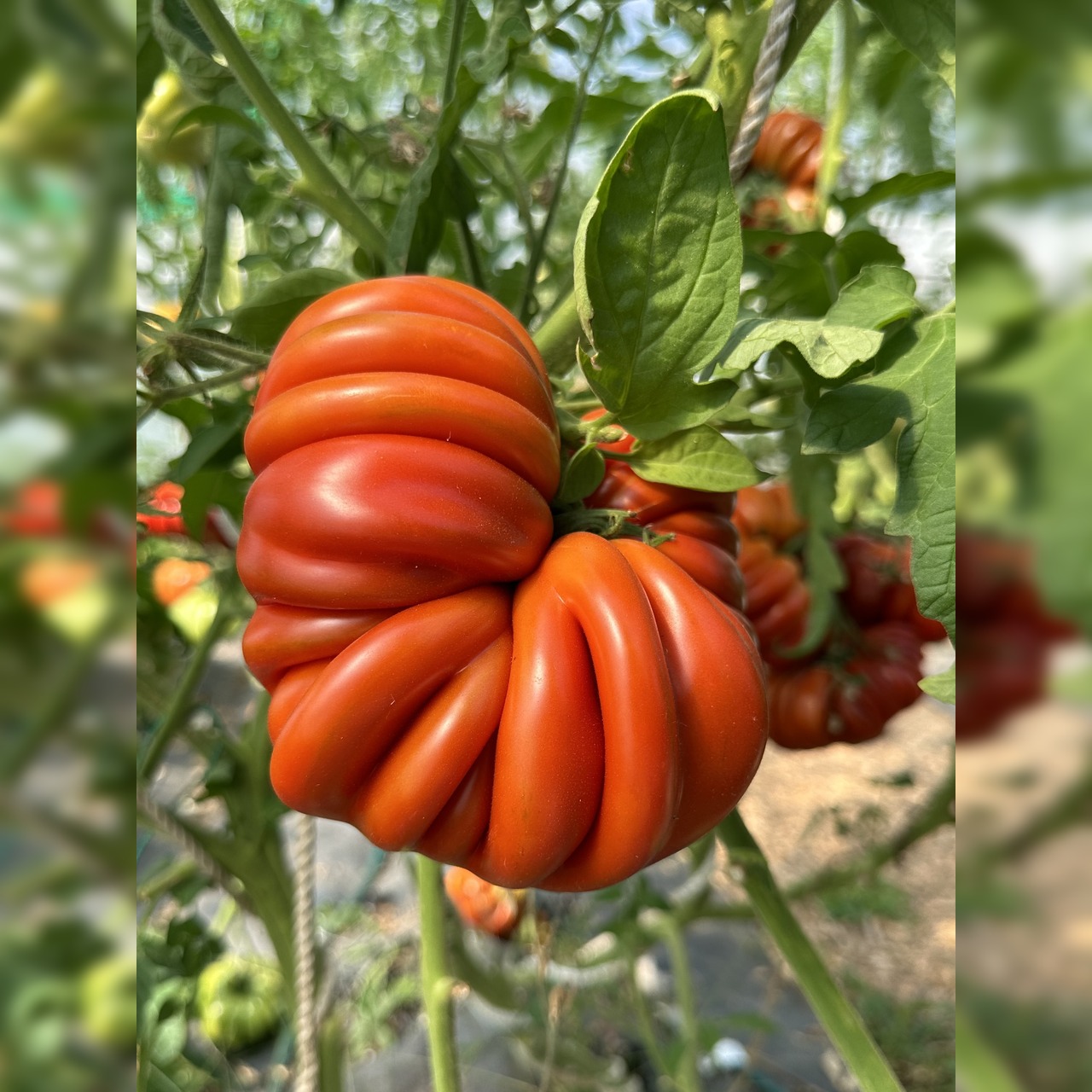 Tomate "Fleur de Reagir" - BIO-Tomatensorte [samenfest]