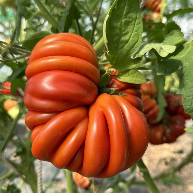 Tomate "Fleur de Reagir" - BIO-Tomatensorte [samenfest]