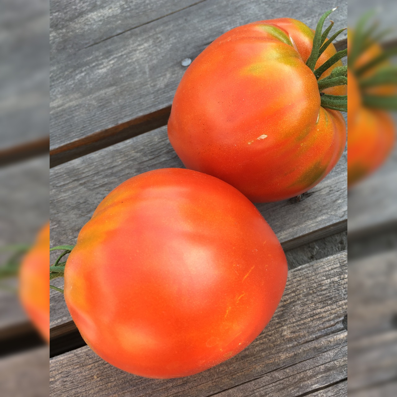 BIO Tomatensamen Set