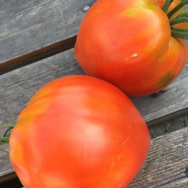 BIO Tomatensamen Set