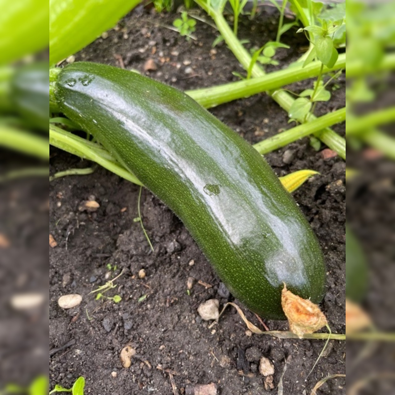 Zucchini „Black Beauty“ - BIO-Zucchinisorte [samenfest]