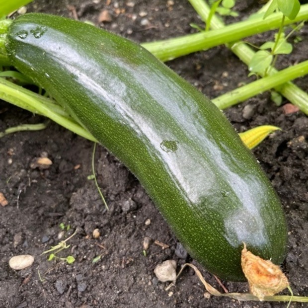 Zucchini „Black Beauty“ - BIO-Zucchinisorte [samenfest]