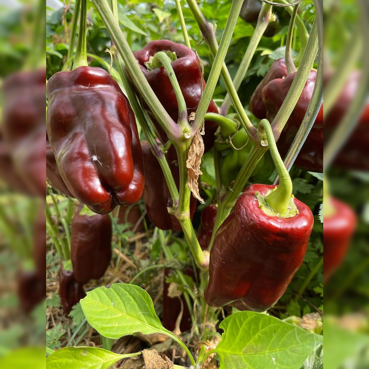 Paprika "Sweet Chocolate" - BIO-Paprikasamen [samenfest]