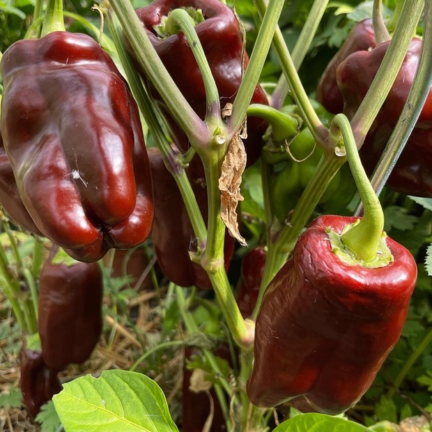 Paprika "Sweet Chocolate" - BIO-Paprikasamen [samenfest]