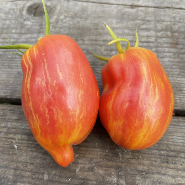 Tomate „Yellow Fire“ - BIO-Tomatensorte [samenfest]