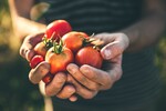 Bild von Tomaten vorziehen & säen ❤️ Aussaat ab wann » Zeit
