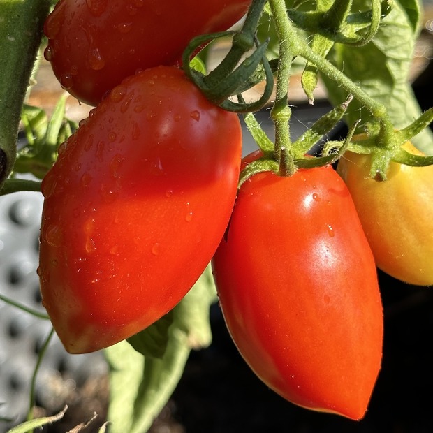 Tomate "San Marzano" - BIO-Flaschentomate [samenfest]