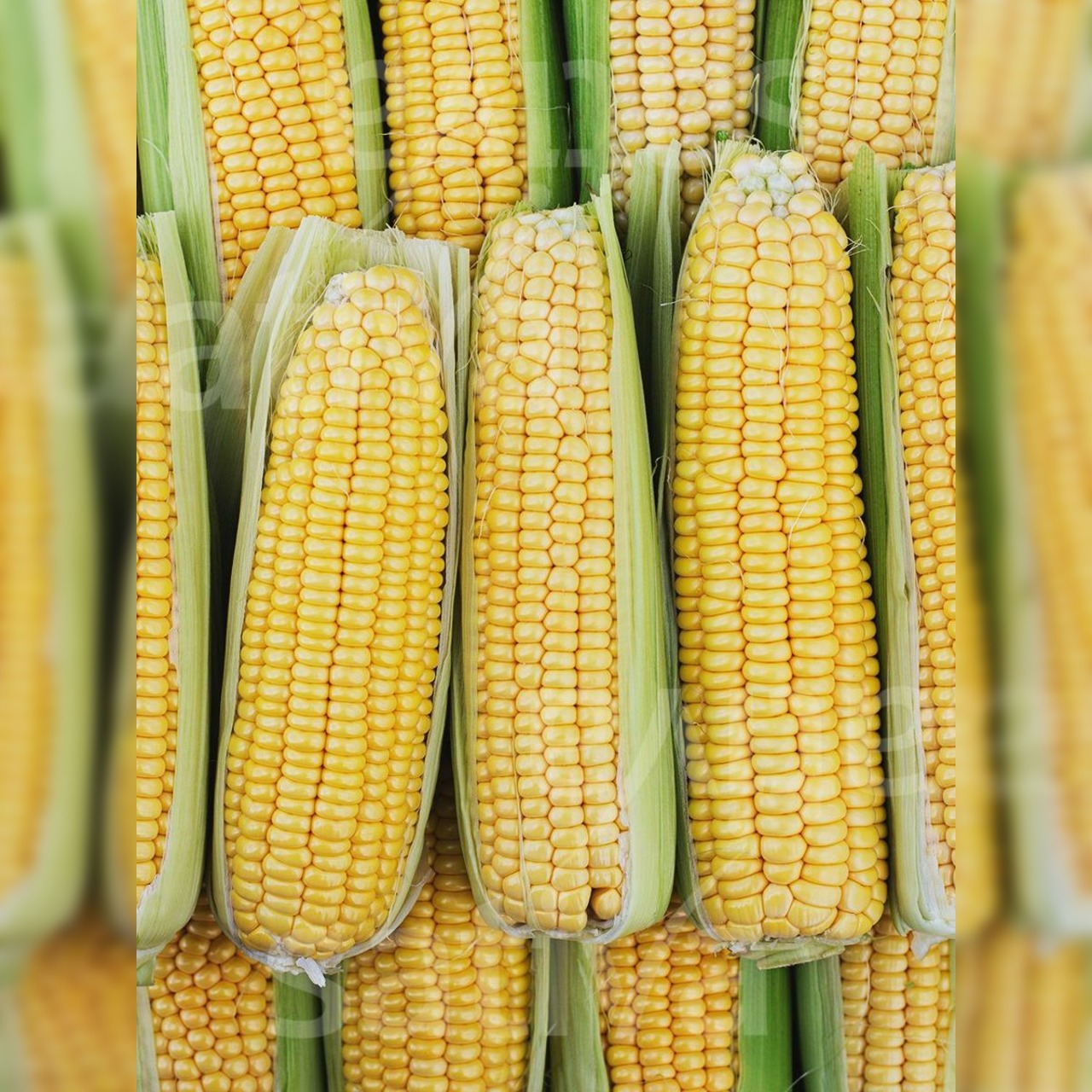 Zuckermais "Mezdi" - BIO-Zuckermaissorte (samenfest)