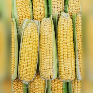 Zuckermais "Mezdi" - BIO-Zuckermaissorte (samenfest)