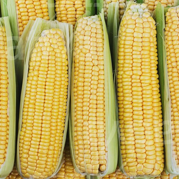 Zuckermais "Mezdi" - BIO-Zuckermaissorte (samenfest)