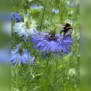 "Jungfer im Grünen" - BIO- Blumensamen [samenfest]