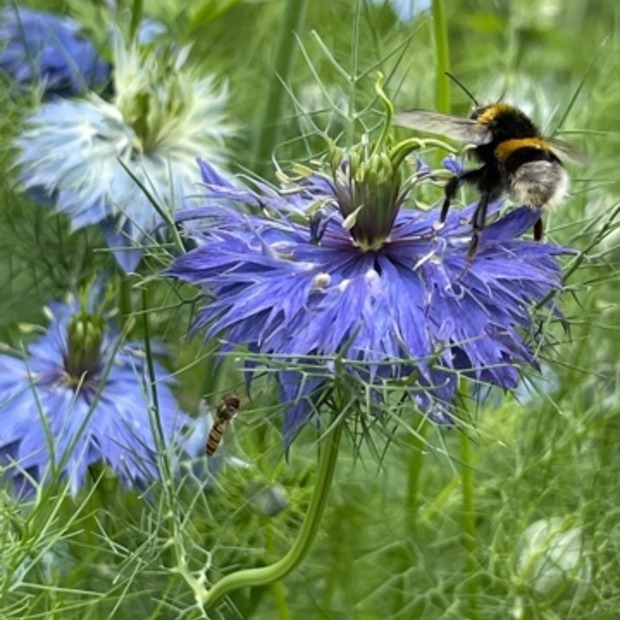 "Jungfer im Grünen" - BIO- Blumensamen [samenfest]