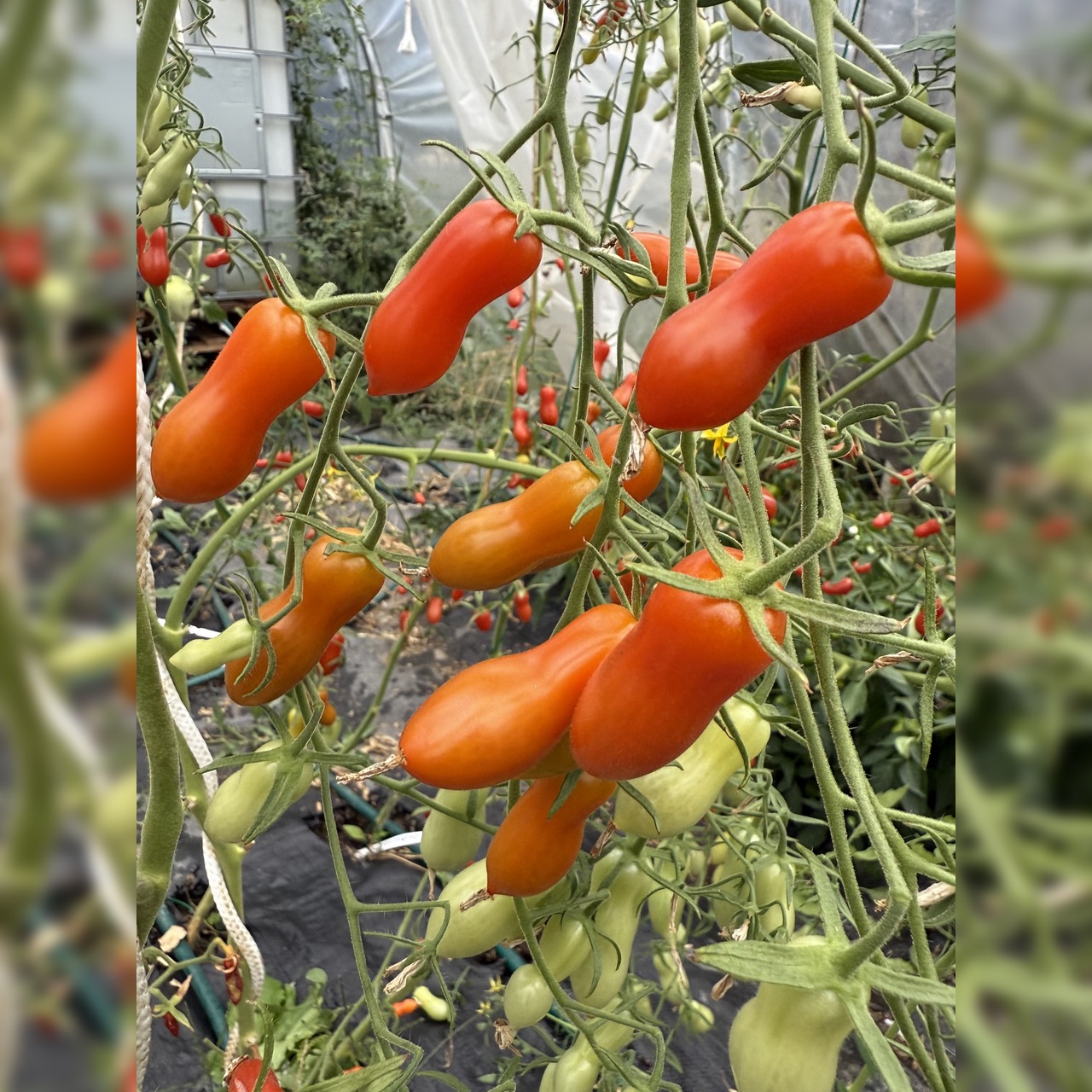 Tomate "Zauberstab" - BIO-Tomatensorte