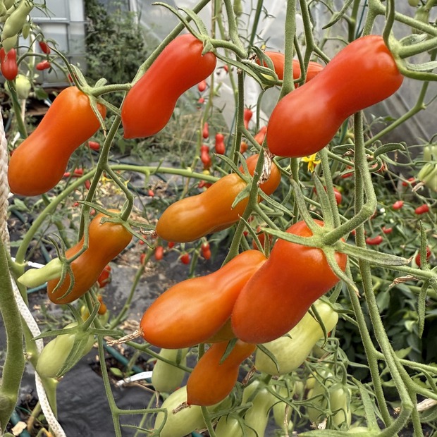 Tomate "Zauberstab" - BIO-Tomatensorte