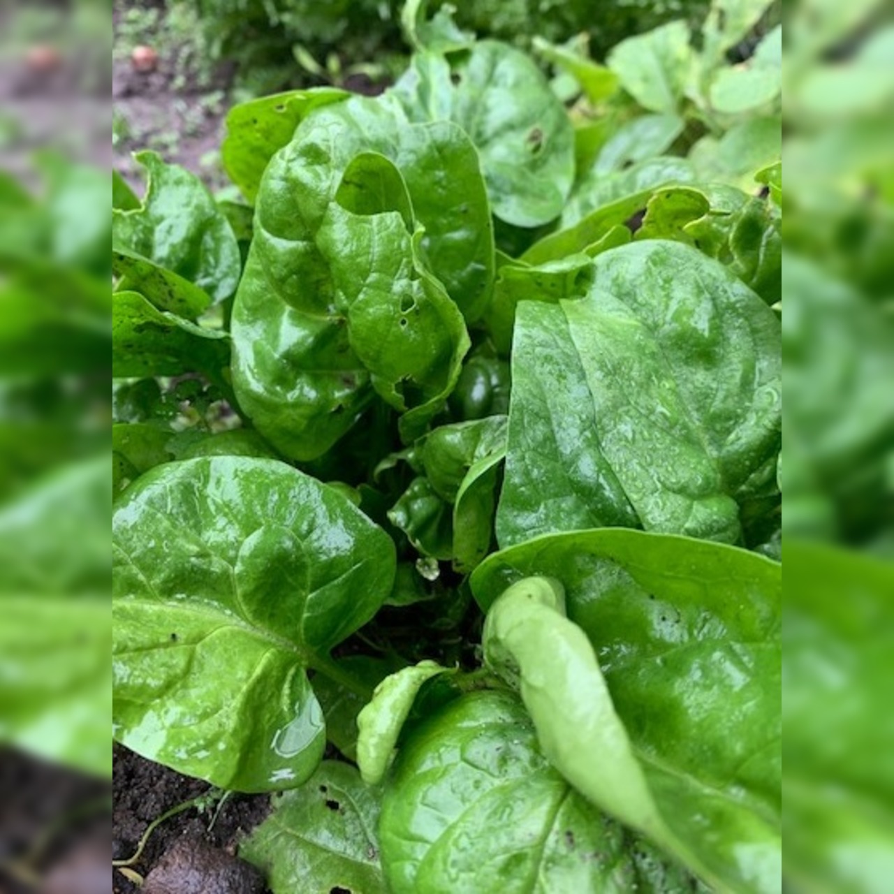 Gemüsesamen-Set "Starkzehrer für´s Hochbeet" - 8 BIO-Sorten [samenfest]