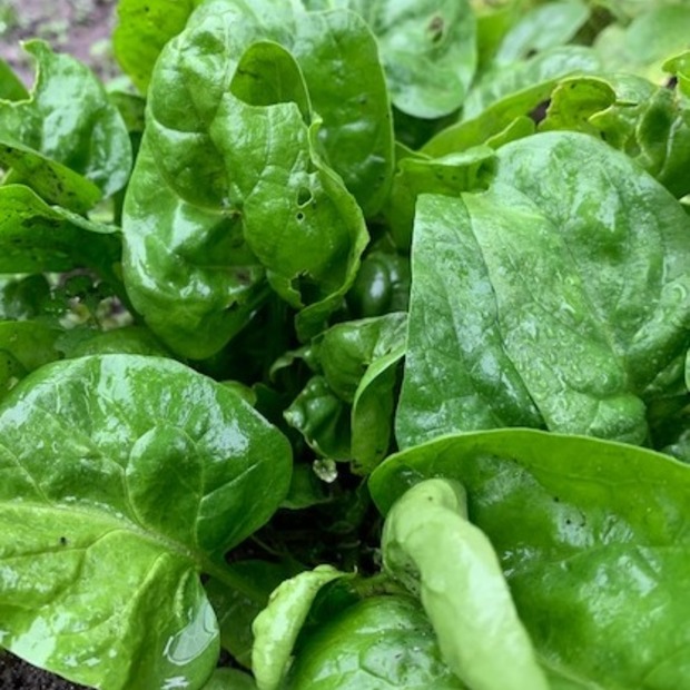 Gemüsesamen-Set "Starkzehrer für´s Hochbeet" - 8 BIO-Sorten [samenfest]