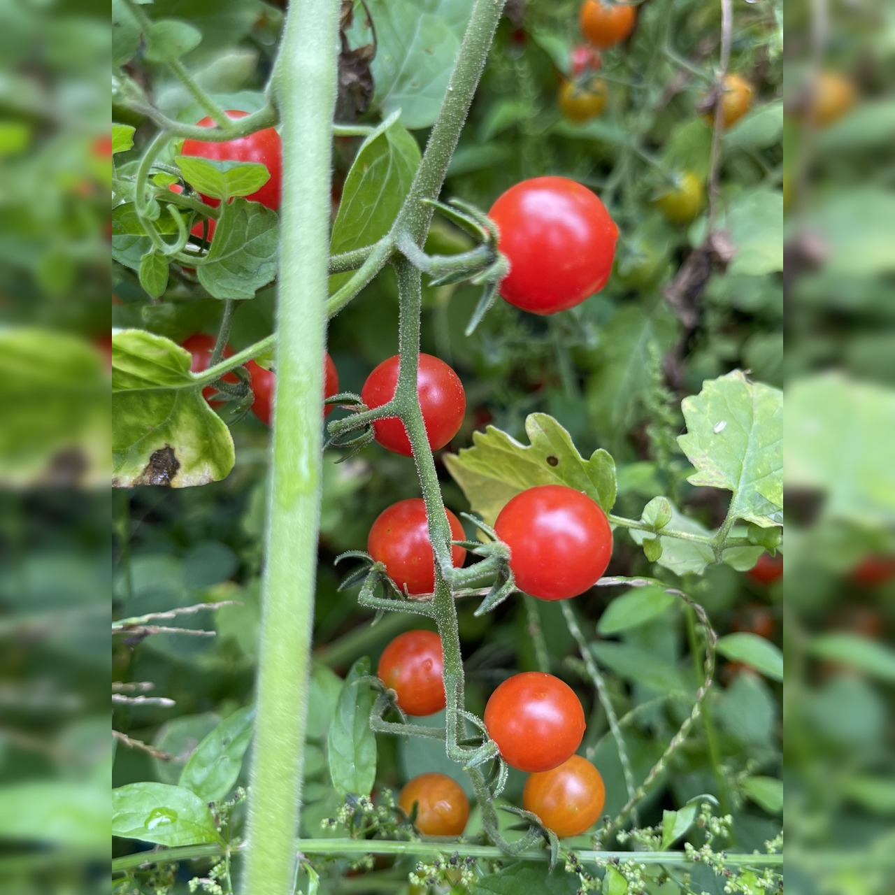 Tomate "Johannisbeertomate" - BIO-Tomatensorte (samenfest)