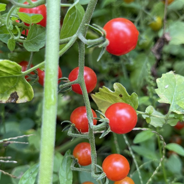 Tomate "Johannisbeertomate" - BIO-Tomatensorte (samenfest)